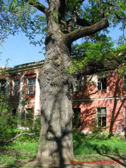Двухсотлетний дуб помнит еще Александра I. Фото 2011 года.