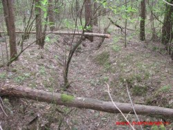 Старая траншея в Первомайской (Желтиковой) роще. Фото 2011г.